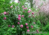 Old Blush Old Blush