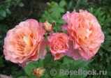 Augusta Luise Augusta Luise