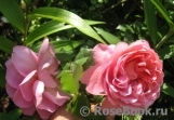 Princess Alexandra of Kent Princess Alexandra of Kent