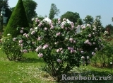 Fantin Latour Fantin Latour