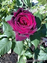 Black Baccara Black Baccara