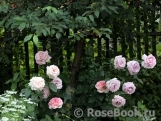 La Rose du Petit Prince La Rose du Petit Prince