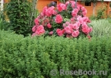 Rosarium Uetersen Rosarium Uetersen