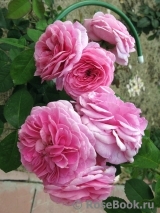 Gertrude Jekyll Gertrude Jekyll