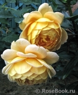 Golden Celebration® Golden Celebration®