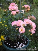 Peach Drift ® Peach Drift ®