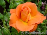 Westerland Westerland
