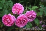 England's Rose England's Rose