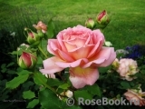 Jubilee Celebration® Jubilee Celebration®