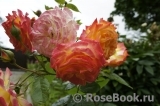 Gartenspass ® Gartenspass ®