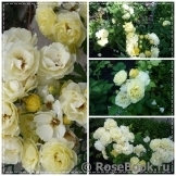 Golden Border Golden Border