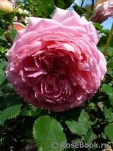 Jubilee Celebration®
