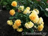 Goldelse