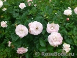 Aspirin Rose Aspirin Rose