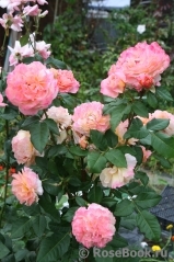 Augusta Luise Augusta Luise
