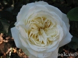 Kronprinsesse Mary Kronprinsesse Mary