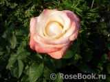 Belle Perle Belle Perle