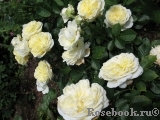 Kronprinsesse Mary Kronprinsesse Mary
