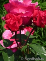 Vin Rose Vin Rose
