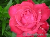 Vin Rose Vin Rose