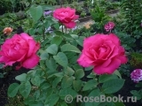 Vin Rose Vin Rose