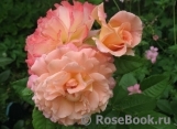 Augusta Luise Augusta Luise