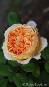 Crown Princess Margareta® Crown Princess Margareta®