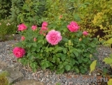Princess Anne Princess Anne