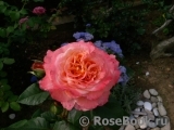 Augusta Luise Augusta Luise
