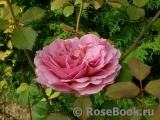 Princess Alexandra of Kent Princess Alexandra of Kent