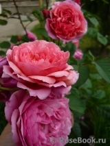 Laduree ® Laduree ®
