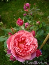 Laduree ® Laduree ®