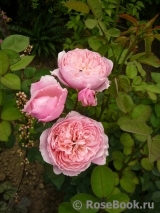 The Alnwick Rose The Alnwick Rose