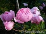 The Alnwick Rose The Alnwick Rose
