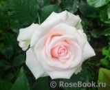 Rosa Belmonte Rosa Belmonte