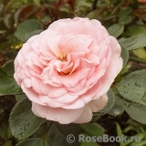 Mini Eden Rose Mini Eden Rose
