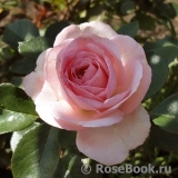 Mini Eden Rose Mini Eden Rose