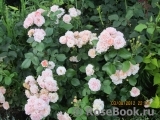 Bordure Nacree Bordure Nacree