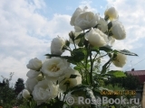Uetersener Klosterrose Uetersener Klosterrose