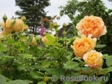 Crown Princess Margareta® Crown Princess Margareta®