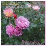Olivier Roellinger ® Olivier Roellinger ®
