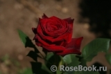 Black Baccara Black Baccara