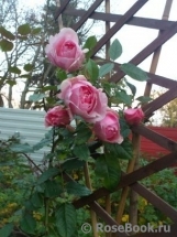 The Wedgwood Rose The Wedgwood Rose