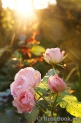 The Alnwick Rose The Alnwick Rose