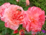 Augusta Luise Augusta Luise