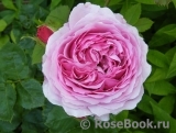 Princess Alexandra of Kent Princess Alexandra of Kent