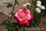 Rose Gaujard Rose Gaujard