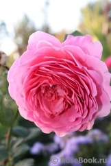 Princess Alexandra of Kent Princess Alexandra of Kent