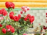 Fluorescent ® Fluorescent ®
