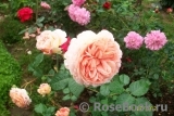 Abraham Darby Abraham Darby